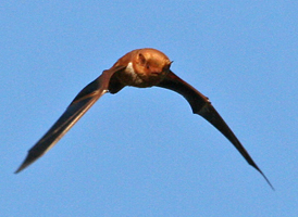 Eastern Red Bat